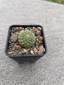 Strombocactus disciformis